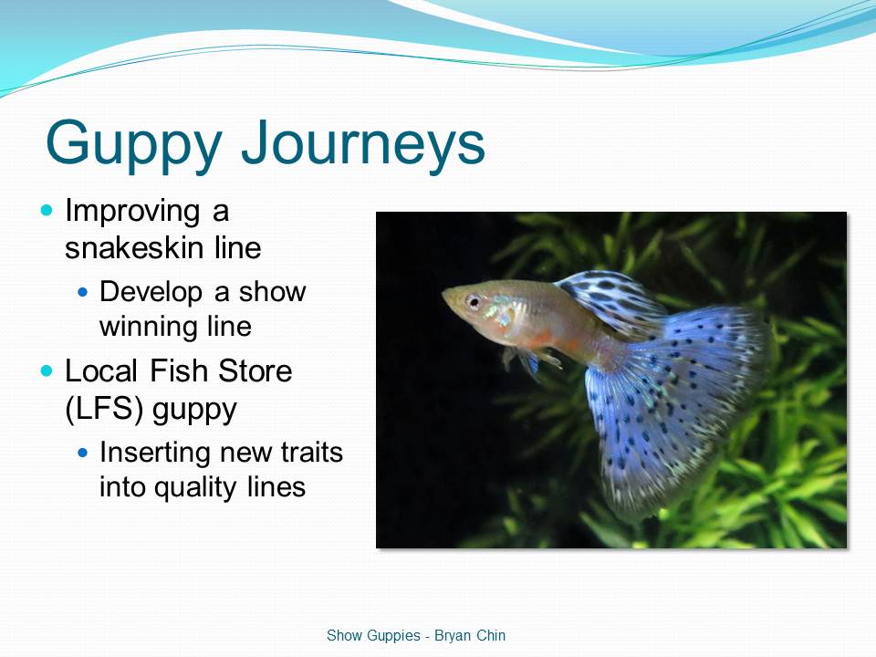 presentation guppy projects breeding